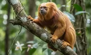 5 Spesies Monyet Kuning Paling Langka di Dunia, Salah Satunya Endemik Indonesia