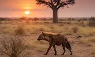 Hyena Cokelat, Predator Langka Afrika: Hewan Buas Ini Pun Tidak Berani Melawannya