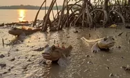 Mudskipper atau Tembakul: Ternyata Begini Alasannya Disebut Ikan Amfibi