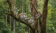 Lemur: Primata Unik dari Madagaskar dengan Sistem Kepemimpinan Tak Biasa