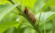 Ulat Kucing atau Puss Caterpillar: Seberapa Berbahaya Makhluk Berbulu Ini?
