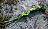 Fenomena 'Hujan Iguana' di Florida: Penyebab, Bahaya, dan Fakta Ilmiahnya