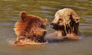 Hari Satwa Liar Dunia 3 Maret: Apa Itu World Wildlife Day dan Mengapa Penting bagi Kehidupan?