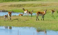 Antelope: Mamalia Cepat Penghuni Savana Afrika yang Terancam Perburuan