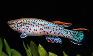 Ikan Berumur Pendek 'killifish' Ungkap Penuaan Imun: Studi University of East Anglia Buka Rahasia Sistem Kekebalan Tubuh