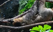 Terungkap! Sloth yang Dikenal Lambat Justru Punya Strategi Bertahan Hidup Paling Efektif di Alam