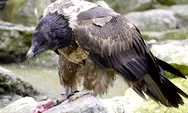 Viral! Hewan 'Pemecah Tulang' Ini Makan Kerangka untuk Sarapan, Fakta Burung Lammergeier (Gypaetus barbatus) Bikin Merinding