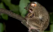 Sunyi di Menumbing: Kisah Terakhir Tarsius Bangka yang Bertahan di Ambang Kepunahan