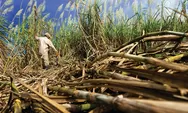 Skandal Gula Terbongkar! Mentan Amran: Rembesan Rafinasi Rugikan Petani, Target Swasembada Dipercepat