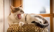 Kucing Indoor Lebih Panjang Umur, Tapi Benarkah Bahagia? Ini Fakta Sains yang Mengejutkan