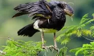 Ngeri! Burung Ini Punya 'Senjata' di Sayap, Bisa Lukai Lawan Saat Terbang