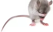 WHO Keluarkan Peringatan Hantavirus, Virus dari Tikus Ini Bisa Sebabkan Gagal Napas dan Kematian