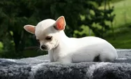 International Chihuahua Appreciation Day 2026: Fakta Unik Anjing Chihuahua yang Diperingati Tiap 14 Mei