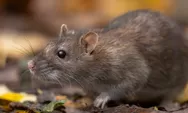 Perubahan Iklim Disebut Bisa Sebarkan Virus Tikus ke Wilayah Baru, Ilmuwan Waspadai Ancaman Zoonosis