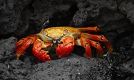 Ilmuwan Ungkap Alasan Kepiting Berjalan Menyamping, Ternyata Berasal dari Evolusi 200 Juta Tahun Lalu
