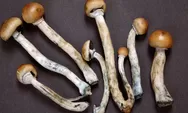 Studi Ungkap Psilocybin dalam Magic Mushroom Berpotensi Jadi Terapi Kecanduan Kokain