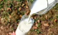 Perdebatan Susu Kembali Muncul, Ahli Ungkap Manfaat dan Risiko Konsumsi Dairy Milk