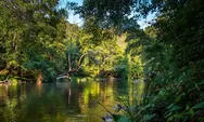 8 Fakta Menarik Tentang Hutan Hujan Tropis yang Berperan Sebagai Penjaga Stabilitas Iklim Global