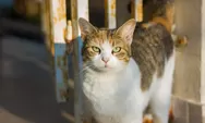 Kucing Anda Sering Kabur? Ternyata Ini Sebabnya dan Cara Jitu Mencegahnya!
