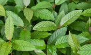 Kratom dan Alternatifnya, Solusi Herbal Sehat Tradisional Kalimantan Untuk Gaya Hidup yang Lebih Natural!