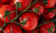 Buah Tomat: Lezat dan Penuh Manfaat untuk Kesehatan