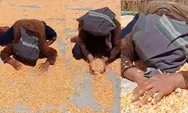 Harga Jagung Anjlok Drastis Sampai Rp2.500 per Kilo, Petani Menangis Histeris