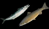 Lebih Banyak Gizi, Berikut Perbedaan Ikan Kembung vs Ikan Salmon Menurut Pakar