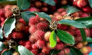 Harga Jual Rambutan di China 2 Kali Lipat dari Indonesia, Buah Ini Langka di Daerah dengan Iklim Subtropis