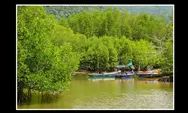Pentingnya Menjaga Kelestarian Hutan Mangrove Demi Masa Depan Lingkungan Karena Banyak Manfaat