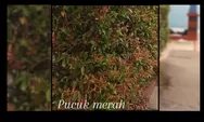Teh Daun Pucuk Merah, Ramuan Herbal Alami Penangkal Kanker dan Diabetes