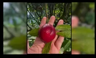 Buah Mahkota Dewa, Si Kecil yang Punya Segudang Manfaat untuk Kesehatan