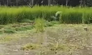 Heboh! Bupati Indramayu Kerahkan Ribuan Ular Jadi Predator Alami Basmi Hama Tikus di Sawah