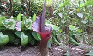 Ngeri, tanaman ini bernama Lidah Setan! Baunya mirip bunga bangkai, tapi berkhasiat