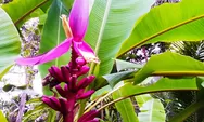 Pisang songgo langit bantu hindarkan hipertensi, sedangkan pisang kepok cegah serangan maag