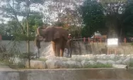 Semarang Zoo salah satu destinasi wisata yang layak dikunjungi di Ibukota Jawa Tengah