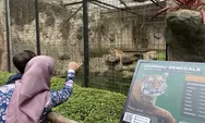 Sambut Libur Nataru, Bandung Zoo Tambah Koleksi Satwa Harimau Siberia dan Benggala