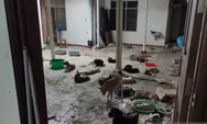 Inilah dampak mengkonsumsi daging anjing, ada bakteri yang bisa menular kepada manusia