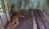 Empat Ekor Harimau Medan Zoo Mati Mengenaskan, Walhi Sumut: Segera Tutup!
