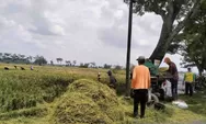 Stok Pangan Aman di Sukoharjo, Panen Raya Padi Diharapkan Mampu Tekan Harga Beras