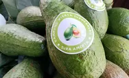 Kenalkan Alpukat Suro, Varietas Tanaman Lokal dari Kampung Surokarsan Yogyakarta, Harga Satu Buah Tembus Rp 100 Ribu