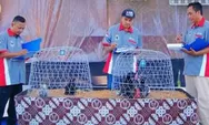Kontes ayam kate semarakkan HUT ke-193 Bantul terbagi dalam 5 kelas reguler, berikut data juaranya