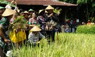 Lahan Sawah di Kota Yogyakarta Tersisa 37 Hektare, Kelurahan Ini Masih Lestarikan Tradisi Wiwitan Panen Padi