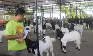 Kontes Kambing dan Domba Piala Gubernur DIY 2024 dihadiri sejumlah pejabat, berikut data juaranya sebagian kelas  