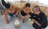 Dosen Peternakan UMBY teliti bahan aditif berbahan herbal untuk unggas, ini manfaatnya