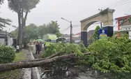 Angin Kencang Terjang Semin Gunungkidul, 4 Rumah Rusak Tertimpa  Pohon Tumbang