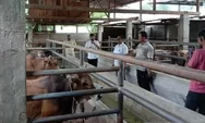Mengenal Brucellosis, penyakit yang ancam hewan ternak sekaligus bisa menular ke manusia