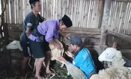 Populasi Ternak Domba di Pakis Magelang Hadapi Kendala Seperti Terlambatnya Birahi Setelah Beranak, Ini yang Dilakukan Tim Dosen Prodi Peternakan UMBY