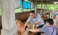  Sebaran PMK terus ditekan Dinas Pertanian dan Perikanan Sukoharjo, dengan mengandalkan vaksinasi dan kebersihan ternak sapi