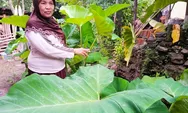 Pegiat sastra Jawa asal Gamping ini suka berkebun dan memasak hasil kebun, berikut contoh resep masakannya