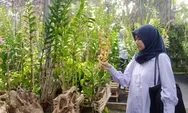 Resign dari rumah sakit Freeport wanita asal Bantul ini pulang kampung kembangan budidaya anggrek
